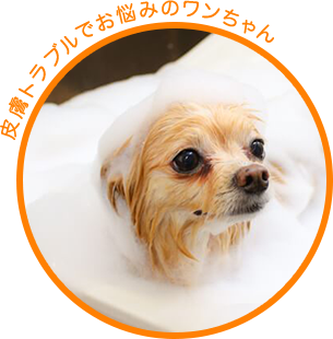 愛犬のためのトータルケアサロン エヴァ 埼玉県朝霞市のトリミングサロン