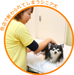 愛犬のためのトータルケアサロン エヴァ 埼玉県朝霞市のトリミングサロン