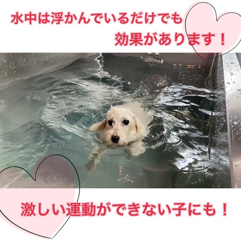 水中トレーニング